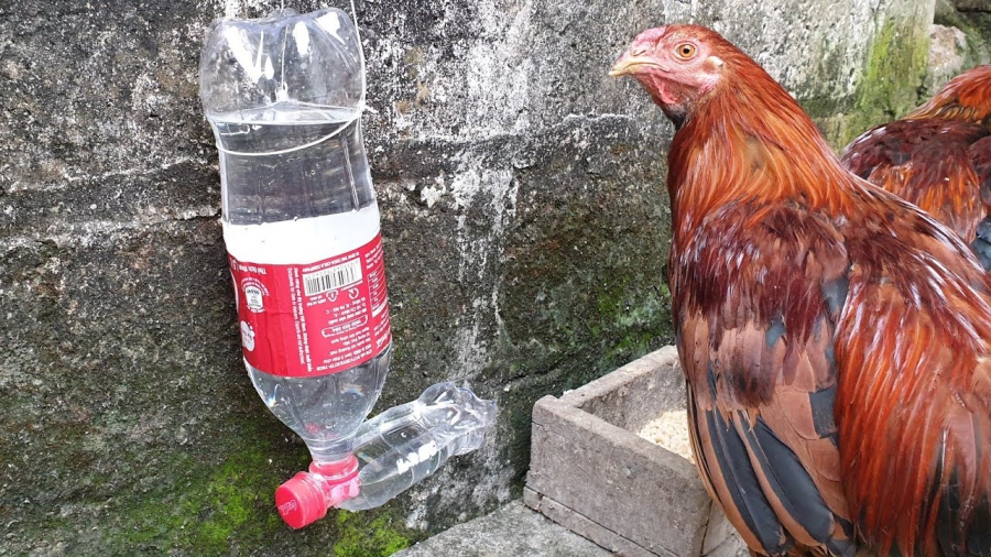 Tìm hiểu các loại máng uống nước cho gà